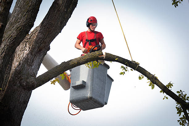 Best Utility Line Clearance  in New Miami, OH